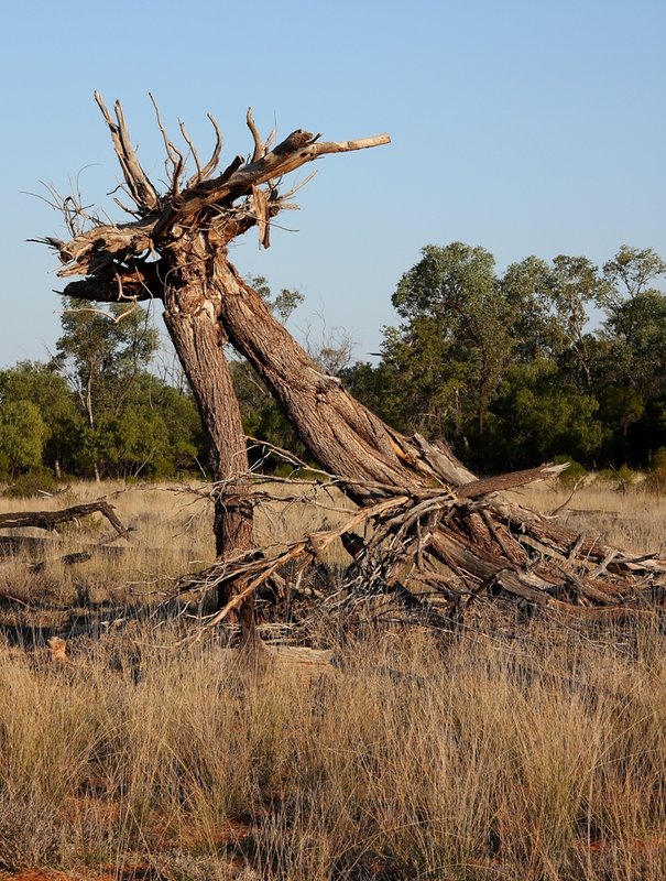 115 upside down tree.JPG