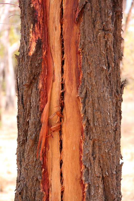 315 Ironbark lightning strike.JPG