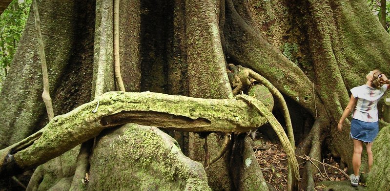 Strangler Fig & Giant Pepper Vine.jpg