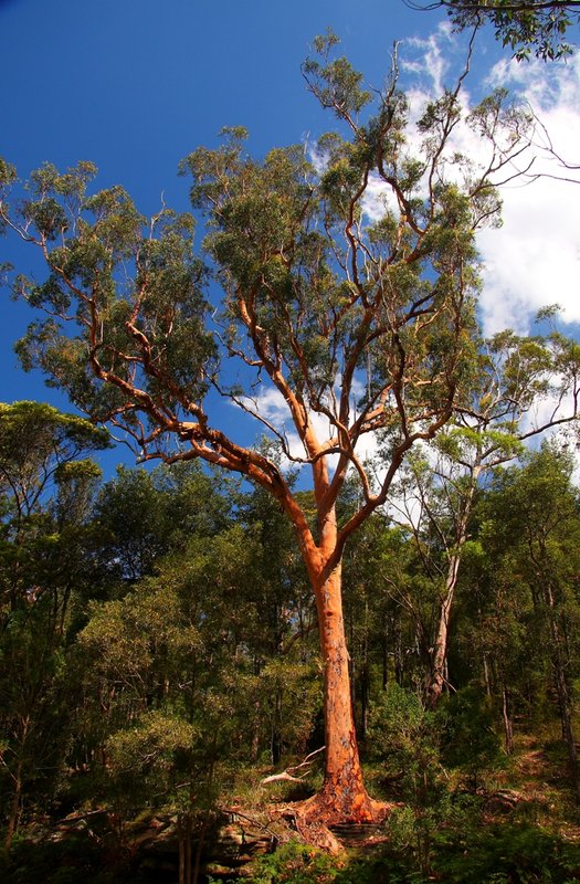 124 Angophora costata.JPG