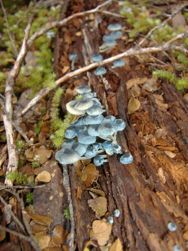 blue fungi.jpg