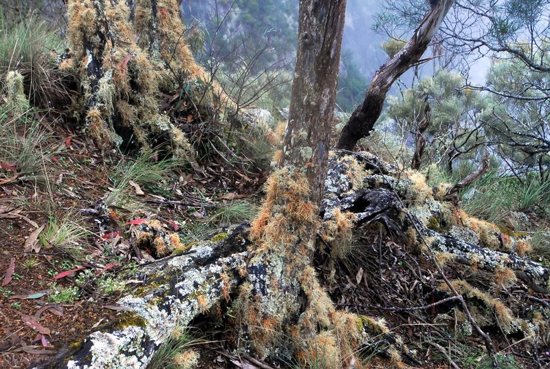Armidale - Wollomombi Falls - Lace lichen (3).jpg