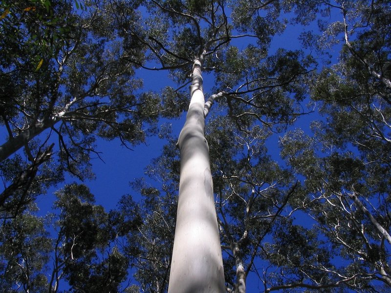 Straight Blue Gum.jpg