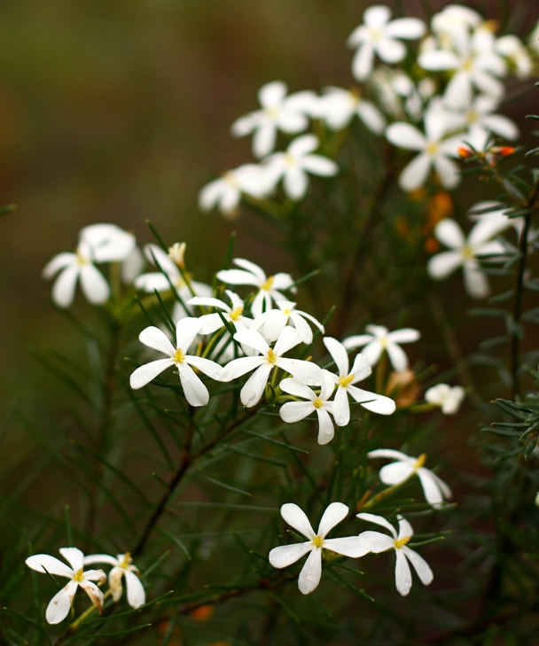 008 Ricinocarpos pinifolius.JPG