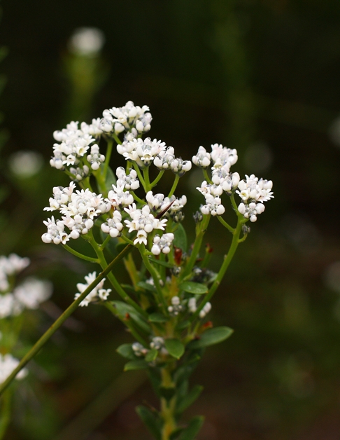 015 Conospermum taxifolium.JPG