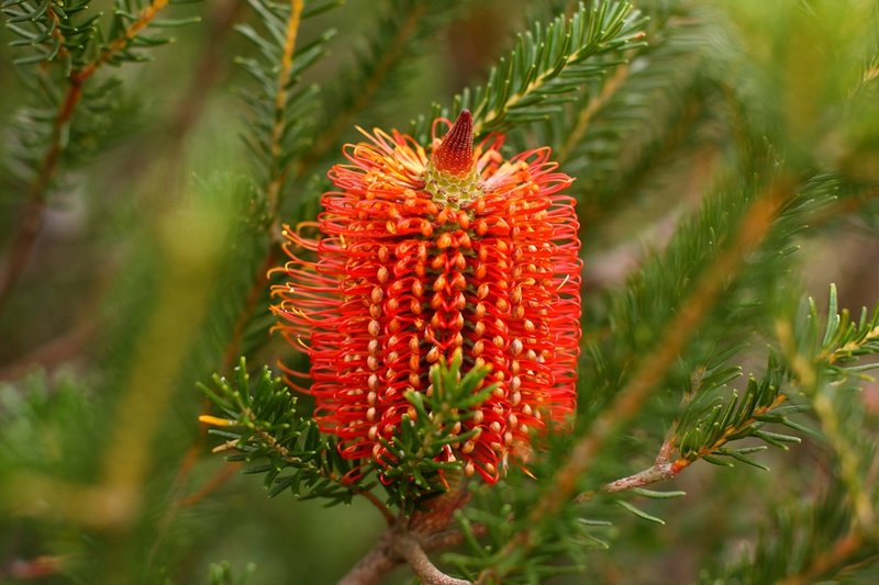 026 Banksia ericifolia.JPG