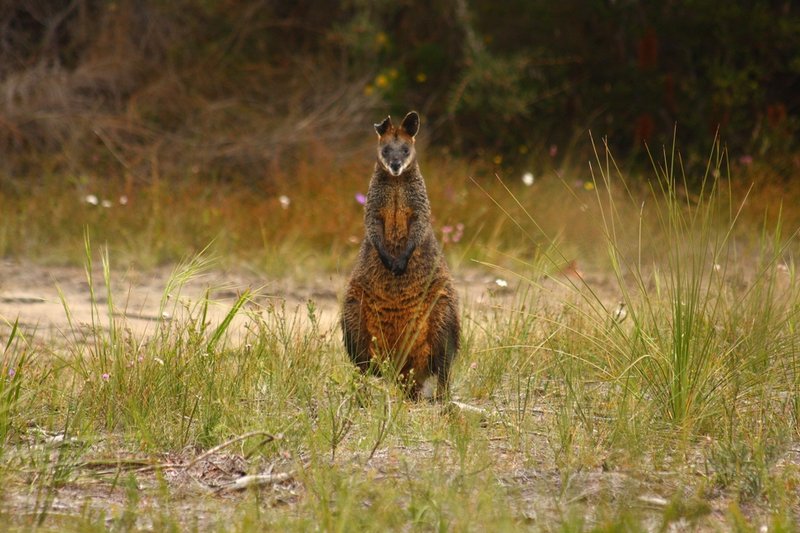 031 Wallabia bicolor.JPG