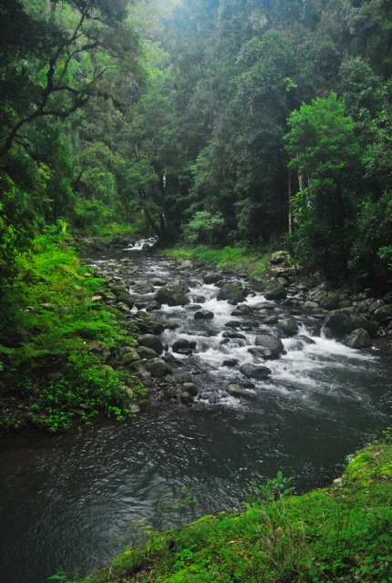 Lamington 2012 110 (430x640).jpg