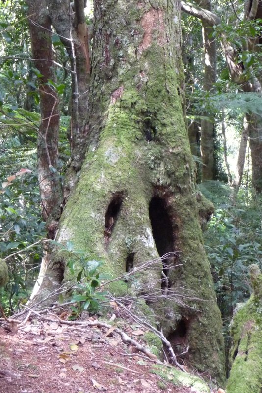 antarctic beech binna burra.jpg