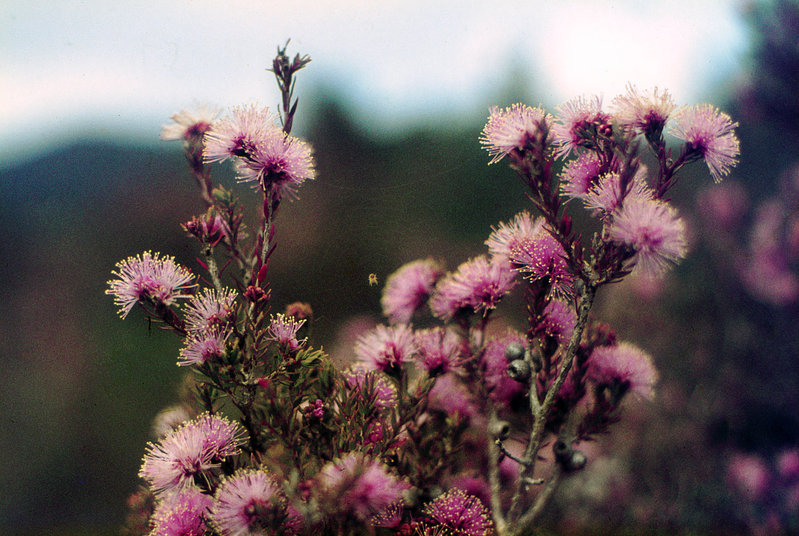 LakePedder 1971_0013.jpg