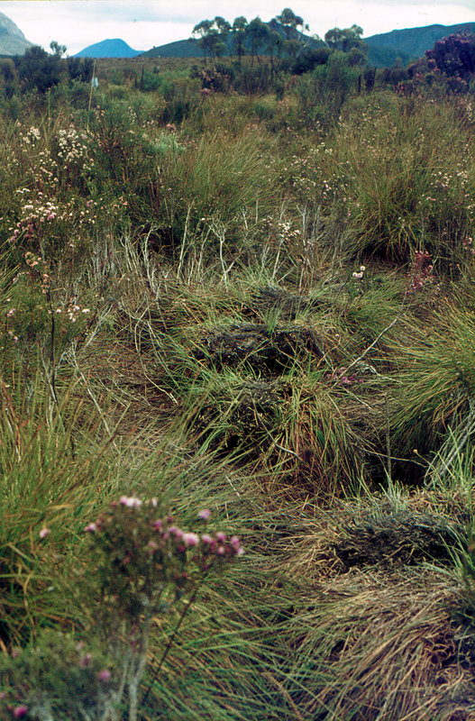 LakePedder 1971_0016.jpg