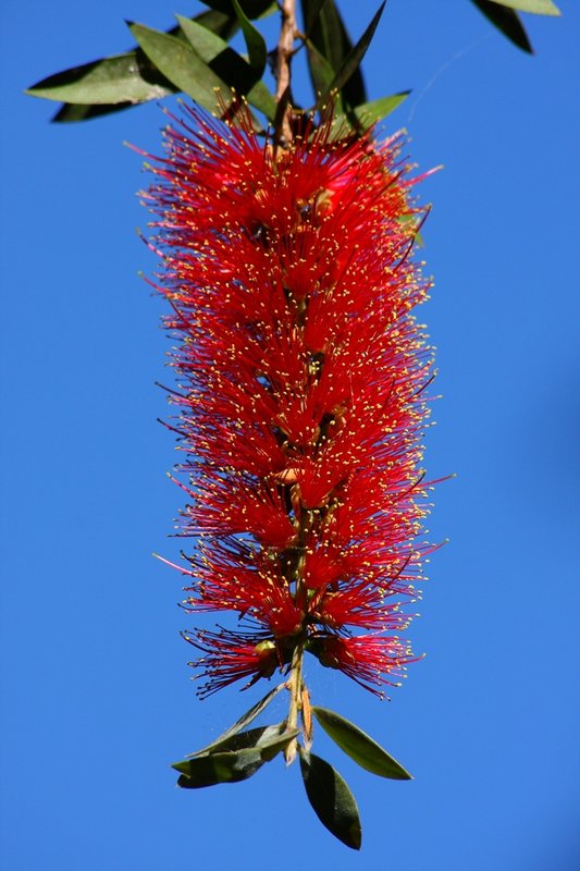 Callistemon viminalis.JPG