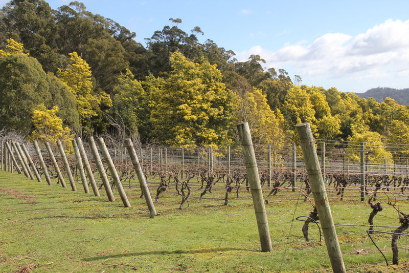 Wattle + Vine.jpg