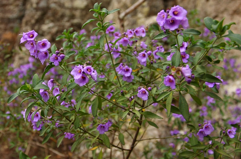 Prostanthera.JPG