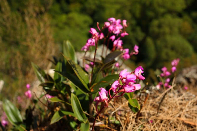 Dendrobium orchid.JPG
