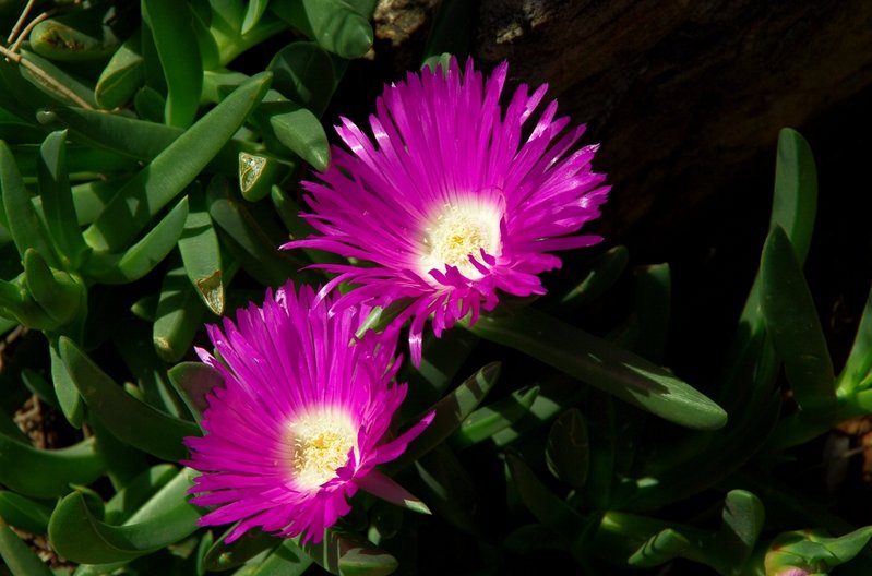 PigFace4039.jpg