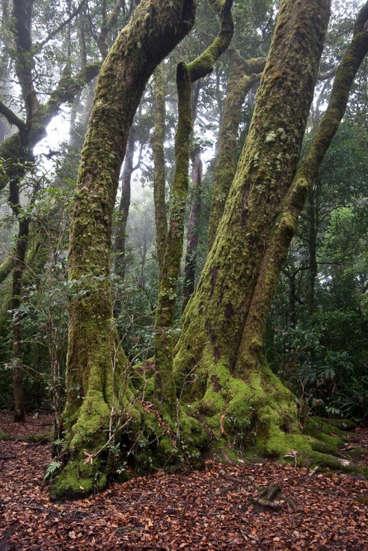 11 - antarctic beech.jpg