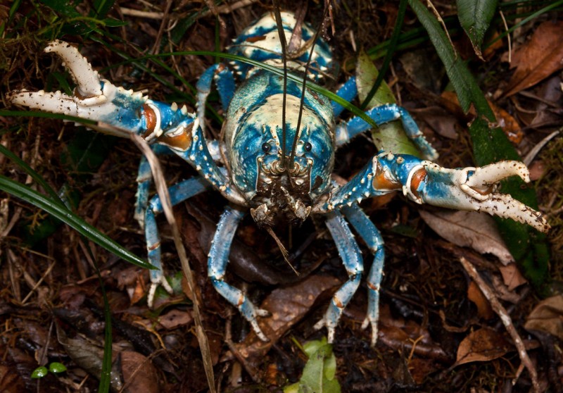 18 - lamington-spiny-crayfish.jpg