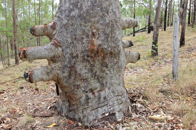 spotted gum fenceline.jpg