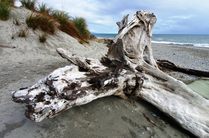 Driftwood7379.jpg