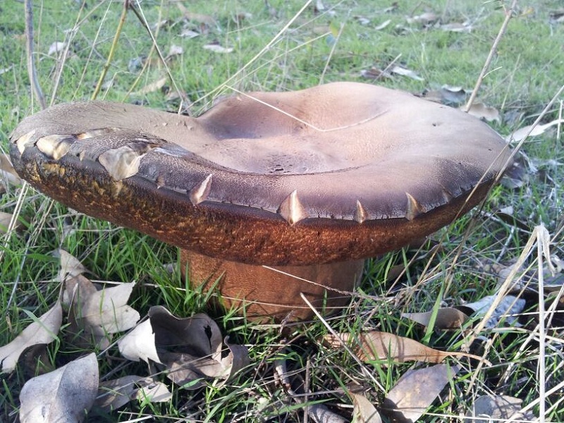 Big.Mushroom.1.jpg