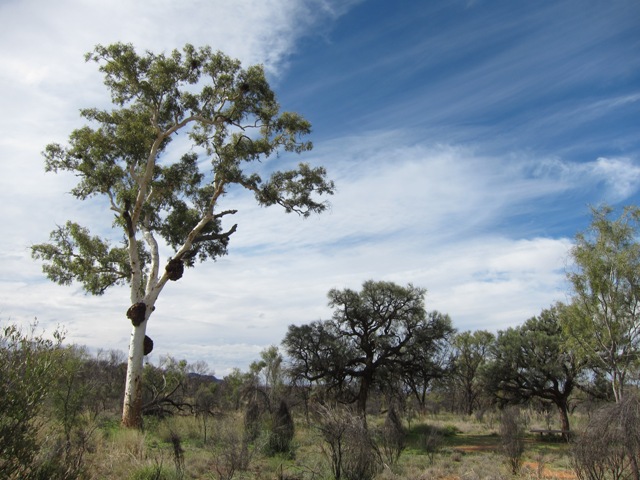 Ghost Gum Flat.JPG