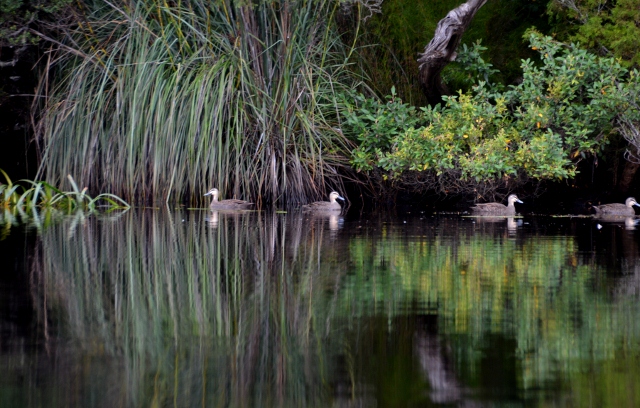 Pieman River paddle (18) (640x408).jpg