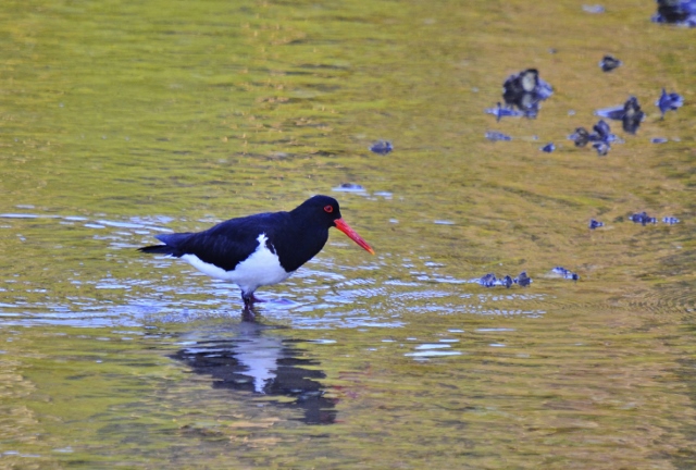 Pied oystercatcher (640x432).jpg