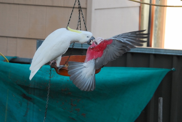 Cocky versus galah (3) (640x428).jpg