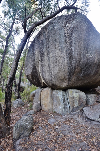 Girraween - Castle Rock walk (35) (424x640).jpg