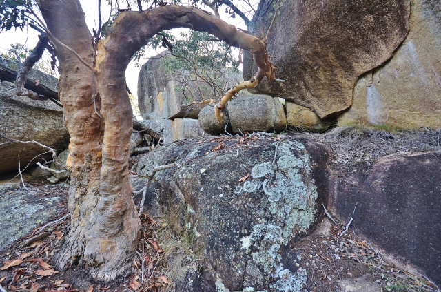 Girraween - Castle Rock walk (9) (640x424).jpg