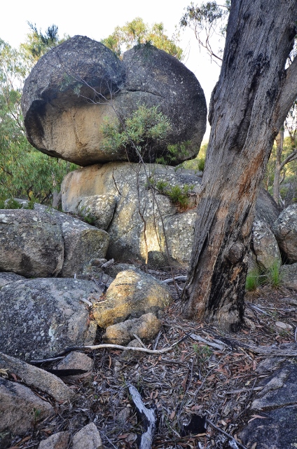 Girraween - Castle Rock walk (27) (424x640).jpg