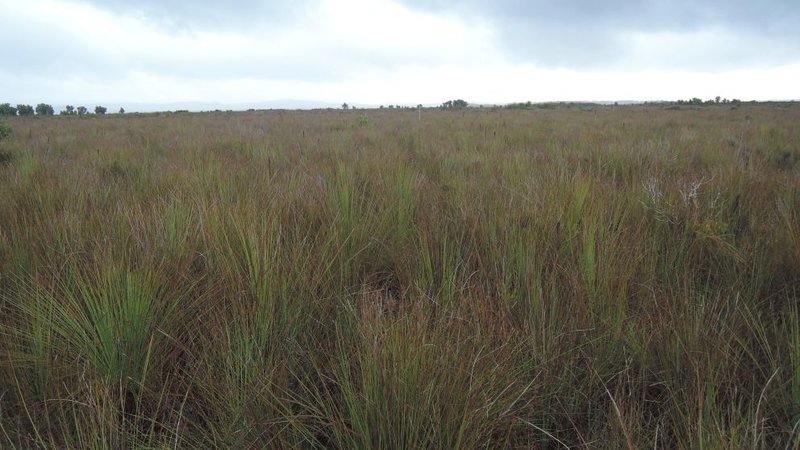 Prom-marshland.jpg