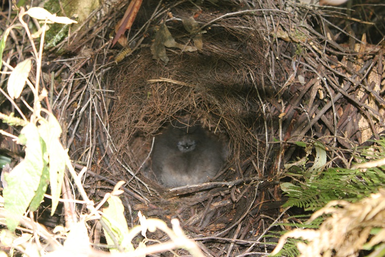 Nesting lyrebird.jpg