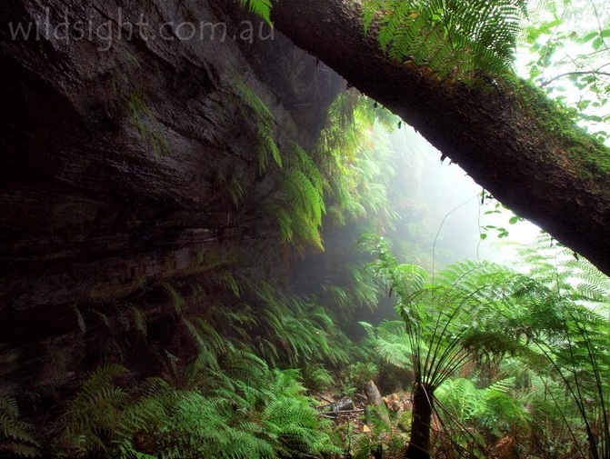 Misty overhang in Leura Forest.jpg