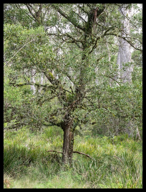 13 - Sally Wattle & Lomandra.jpg