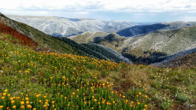 Feathertop Hills.jpg