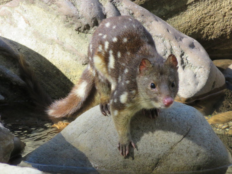 quoll.jpg