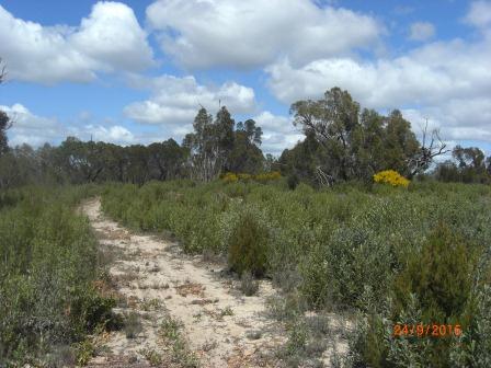 Track leading away from Wimmera river.JPG