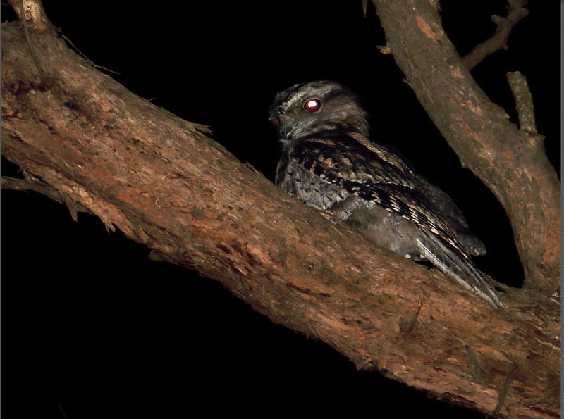 frogmouth.jpg