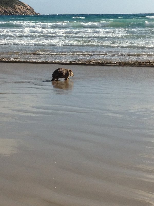 wombat prom surf.JPG