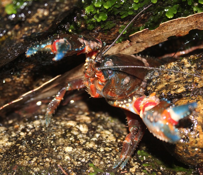 Yabby Tanjil River West Branch.jpg