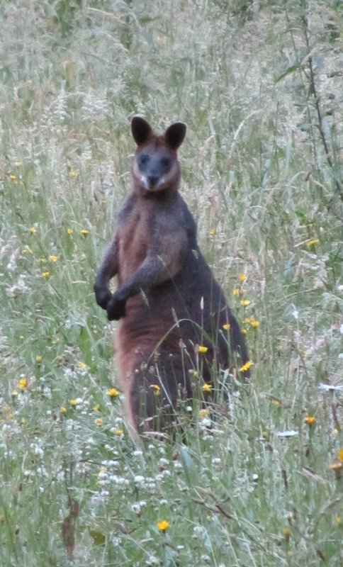 Swamp wallaby.jpg