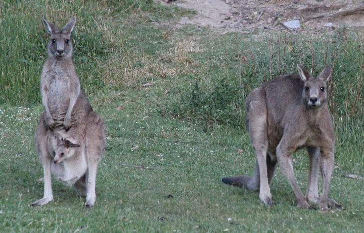 Eastern Grey kangaroos.jpg