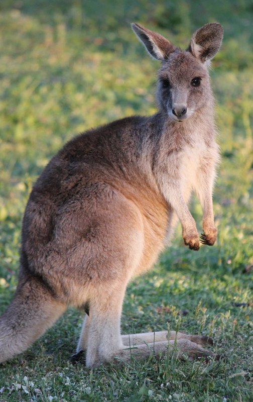 Young Easter Grey Kangaroo.jpg