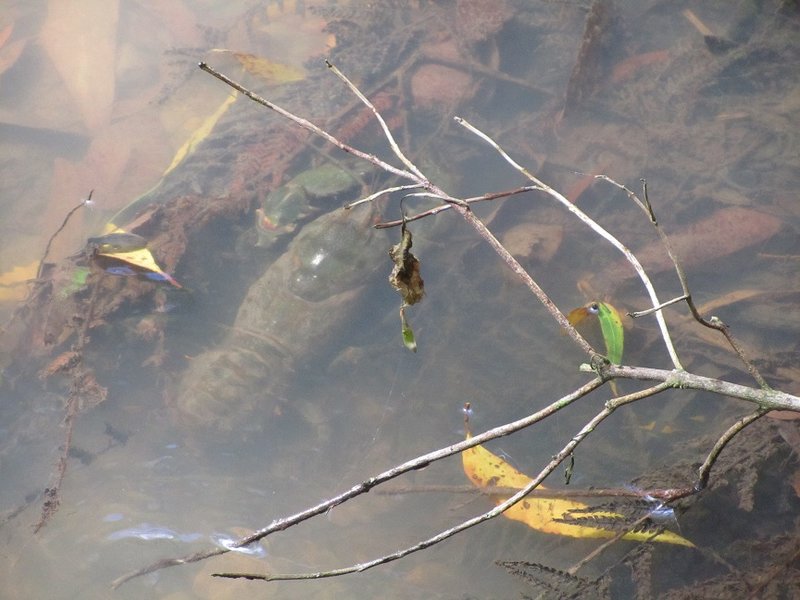 freshwater crayfish.jpg