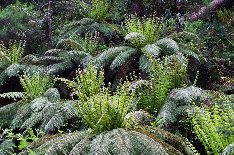 7895Ferns.jpg