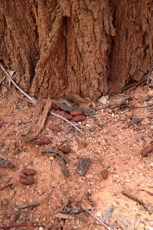 317 koala poo under ironbark.JPG