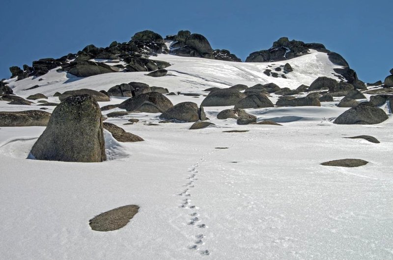 Tracks on North Ramshead.jpg