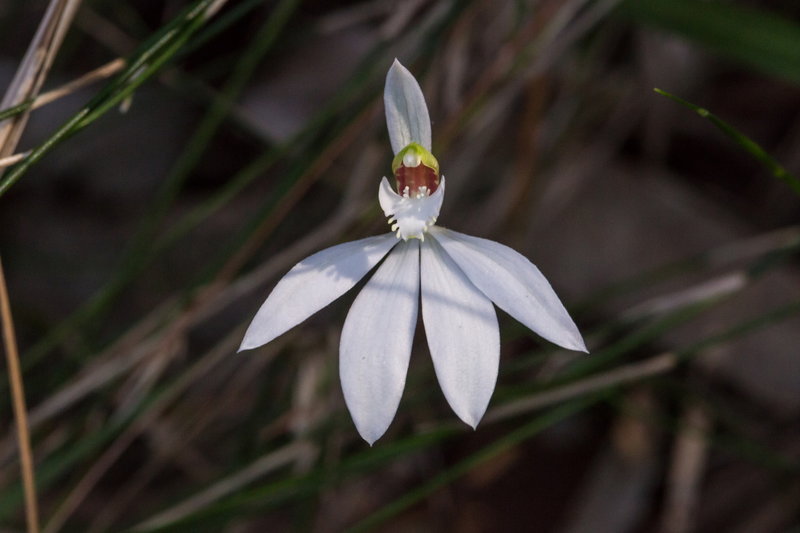 041 Caladenia.JPG